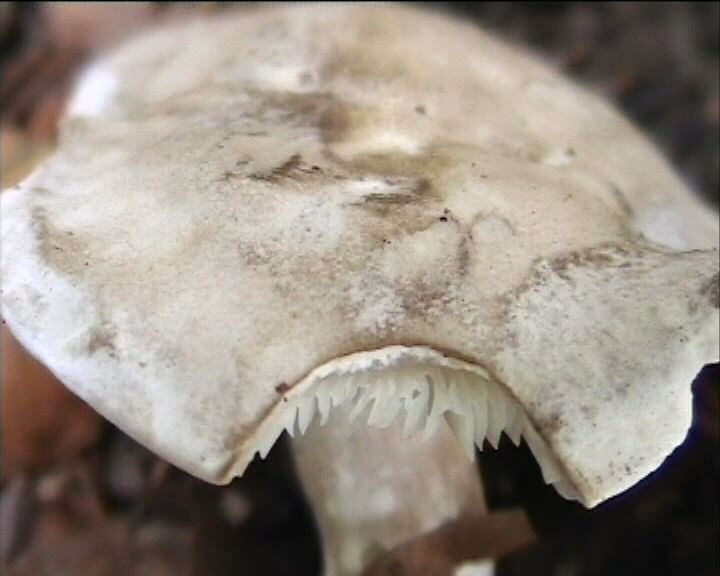 Clitopilus  cystidiatus       Hauskn. & Noordel.